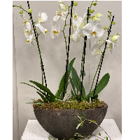 Phalaenopsis is ovale sierpot